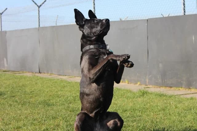 Rally, female 6yo mixed breed for adoption at Stokenchurch Dog Rescue, Stokenchurch
