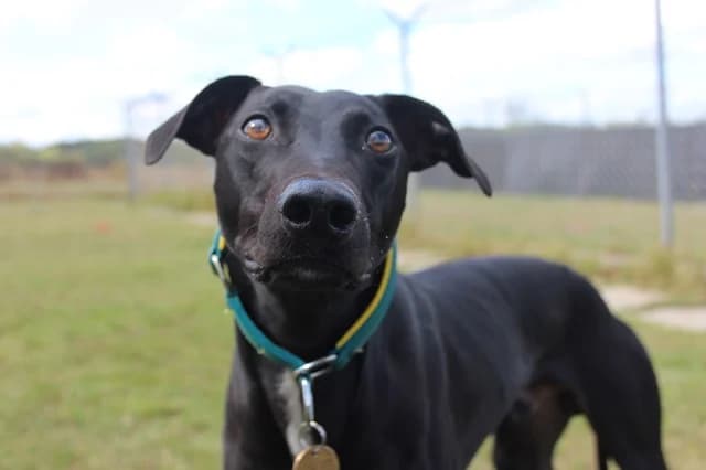 Riddle, male young mixed breed for adoption at Stokenchurch Dog Rescue, Stokenchurch