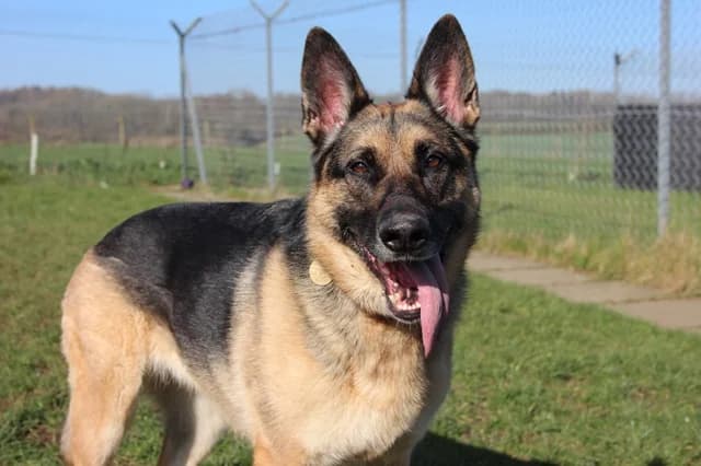 Roxy, female 6yo mixed breed for adoption at Stokenchurch Dog Rescue, Stokenchurch
