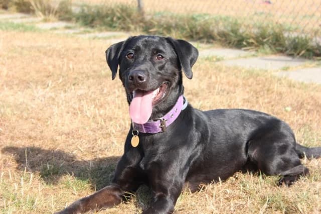 Shelby, male young Labrador Retriever for adoption at Stokenchurch Dog Rescue, Stokenchurch