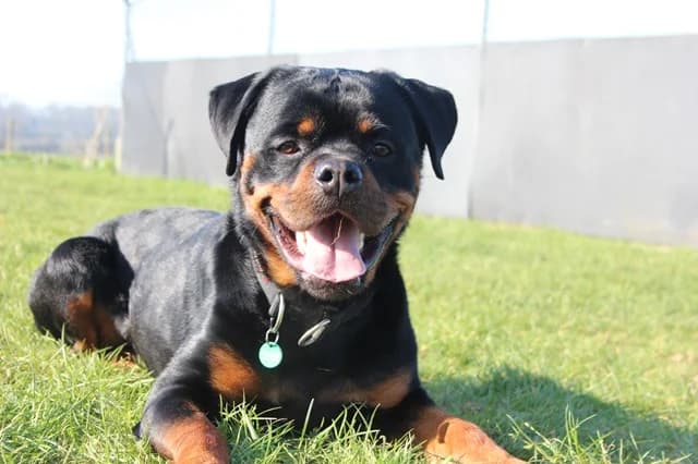 Sully, male young Rottweiler for adoption at Stokenchurch Dog Rescue, Stokenchurch