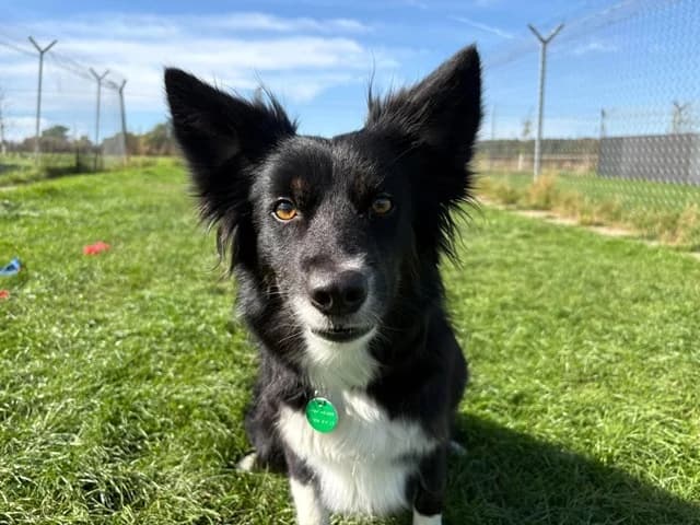 Tink, female 4yo Border Collie for adoption at Stokenchurch Dog Rescue, Stokenchurch