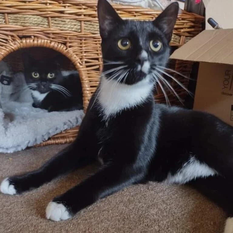 Onion and Sage dream of a loving home together, senior Mixed Breed for adoption at Stokey Cats and Dogs
