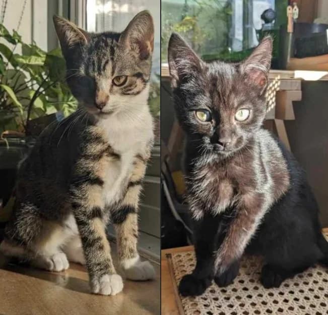 Peg and Slinky, female puppy Mixed Breed for adoption at Stokey Cats and Dogs