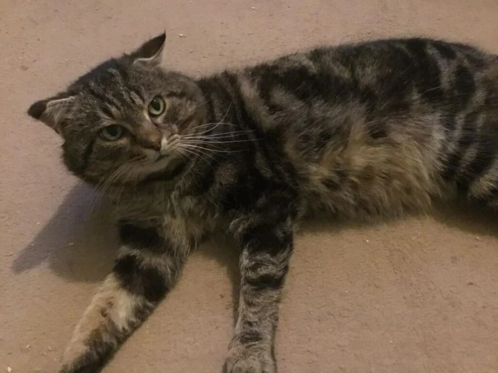 Alfie FIV+ is looking for his purfect home, male Mixed Breed for adoption at Stokey Cats and Dogs