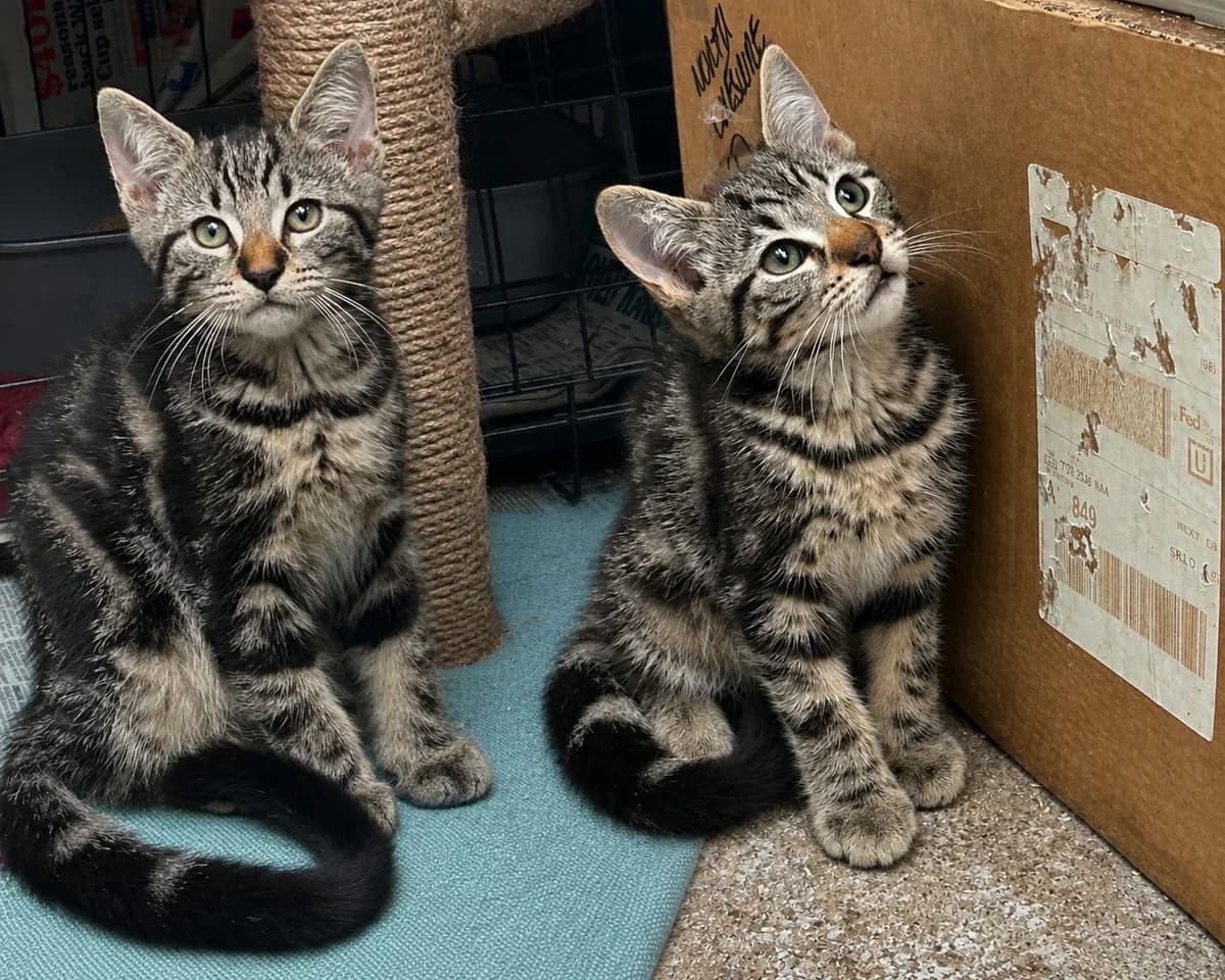 Jasper and Jasmine, puppy Mixed Breed for adoption at Stopford Cat Rescue