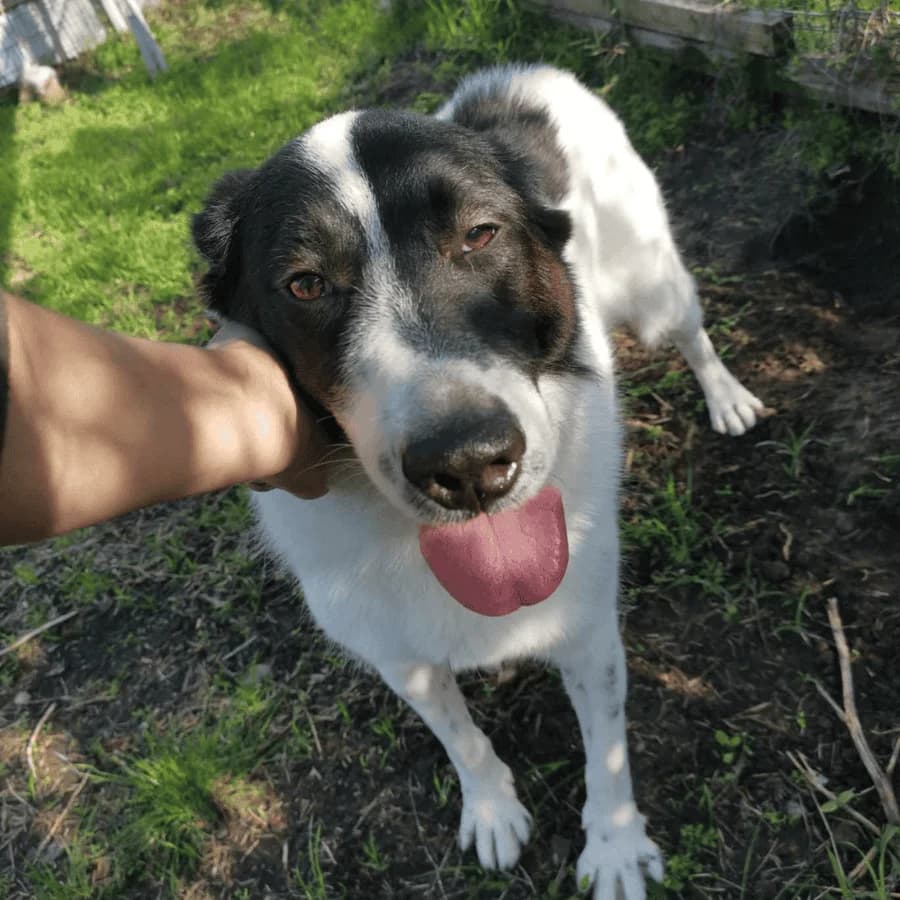 ANNIE (rra), female senior Mixed Breed for adoption at Stray2Me Rescue