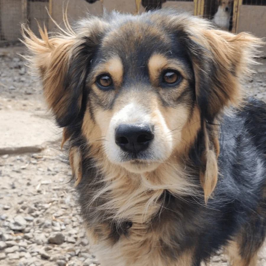 ANNIE (Twinkle's sister) (ga), female puppy Mixed Breed for adoption at Stray2Me Rescue