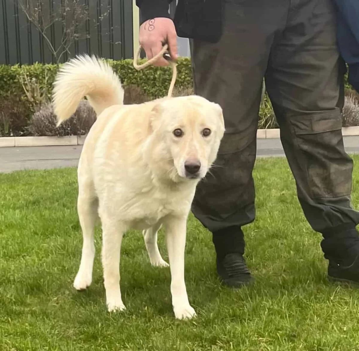 APOLO, male 6yo Mixed Breed for adoption at Stray2Me Rescue