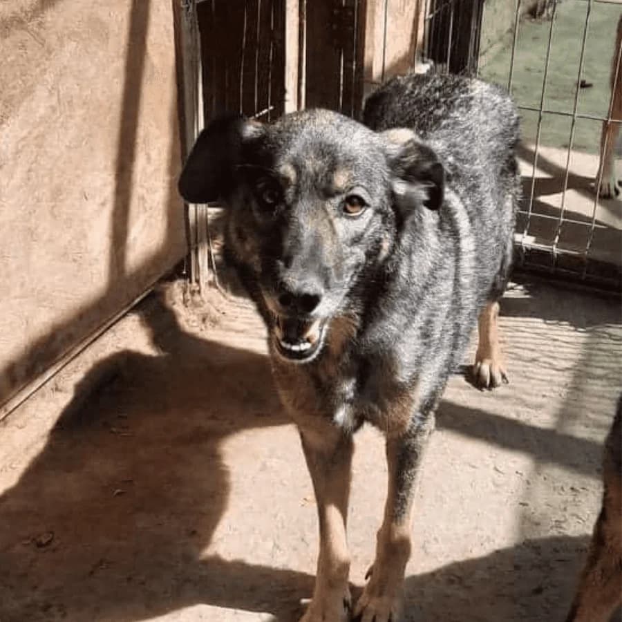 AVA (Aris's sister) (ga), female puppy Mixed Breed for adoption at Stray2Me Rescue
