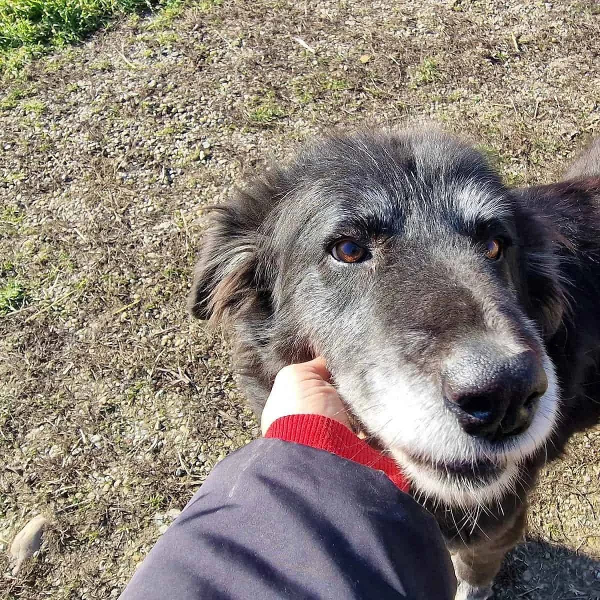 BETSY (aa), female Mixed Breed for adoption at Stray2Me Rescue