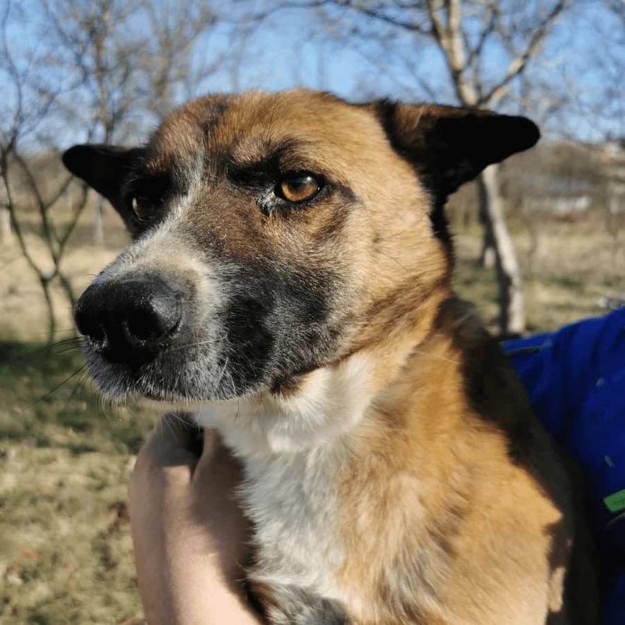 BOWIE (ab), male Mixed Breed for adoption at Stray2Me Rescue