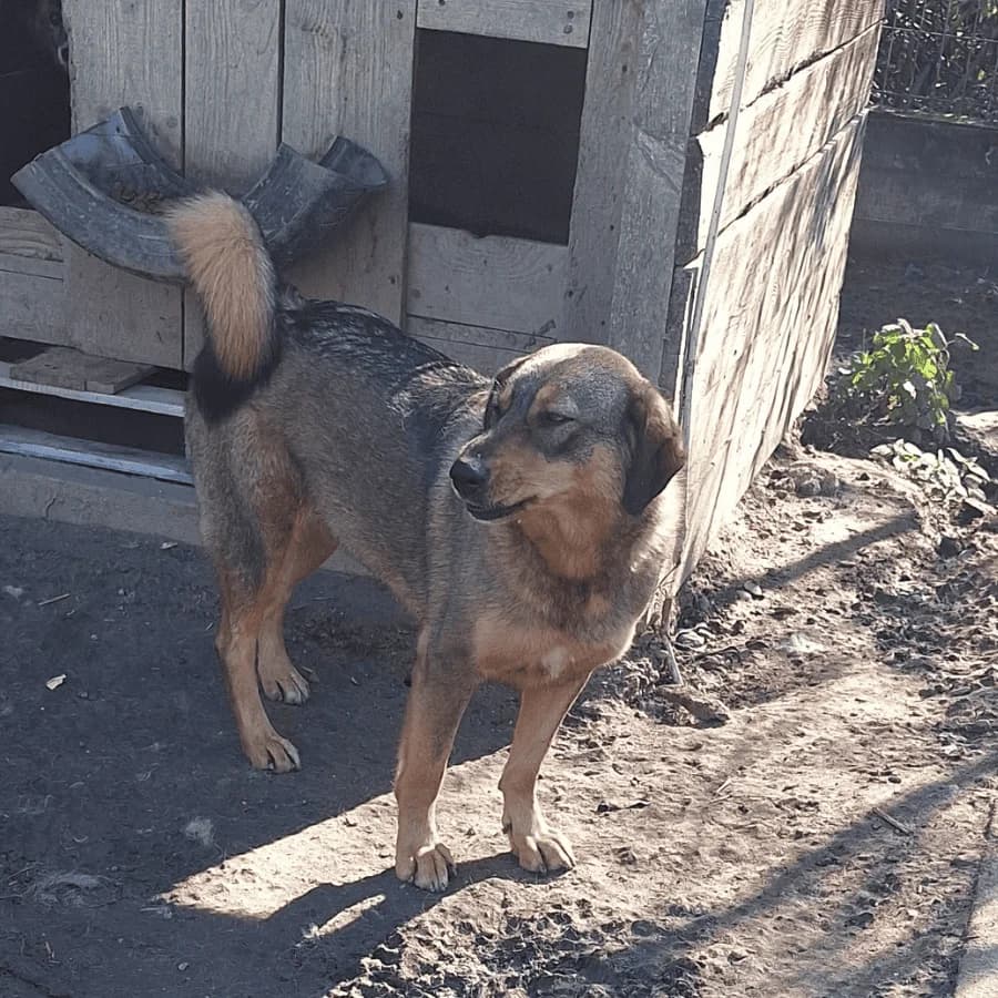 DAISY (ab), female Mixed Breed for adoption at Stray2Me Rescue