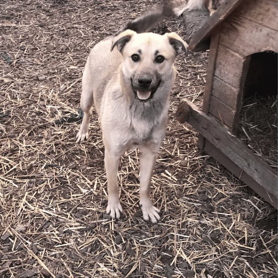 DOLLY (se), female puppy Mixed Breed for adoption at Stray2Me Rescue