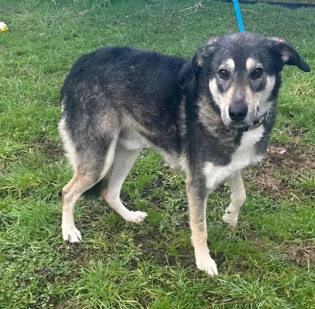 ELMO, male young Mixed Breed for adoption at Stray2Me Rescue