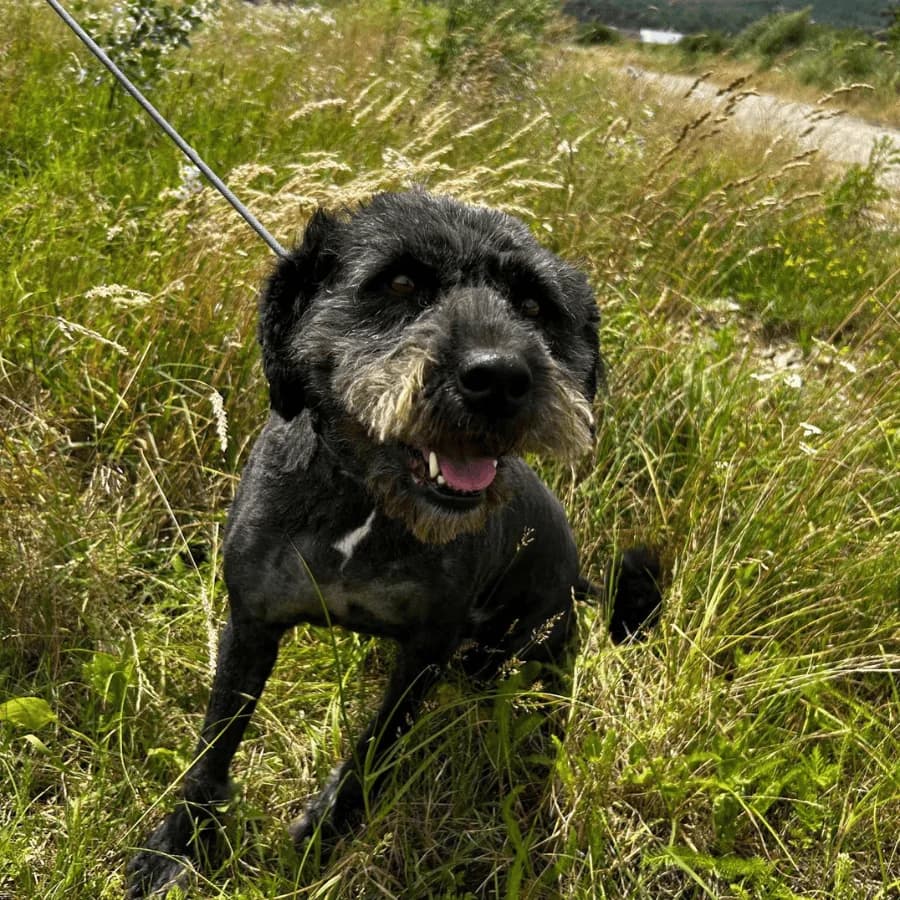 JERRY (ab), male Mixed Breed for adoption at Stray2Me Rescue