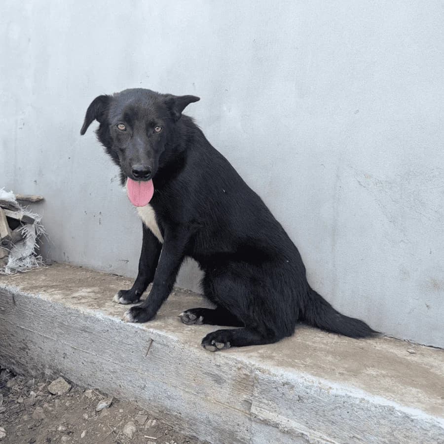 JESSIE (milo), female young Mixed Breed for adoption at Stray2Me Rescue
