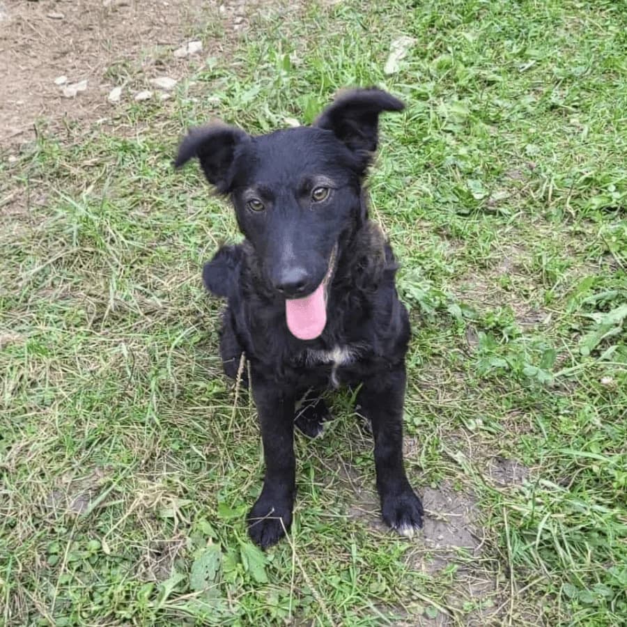LALA, female Mixed Breed for adoption at Stray2Me Rescue