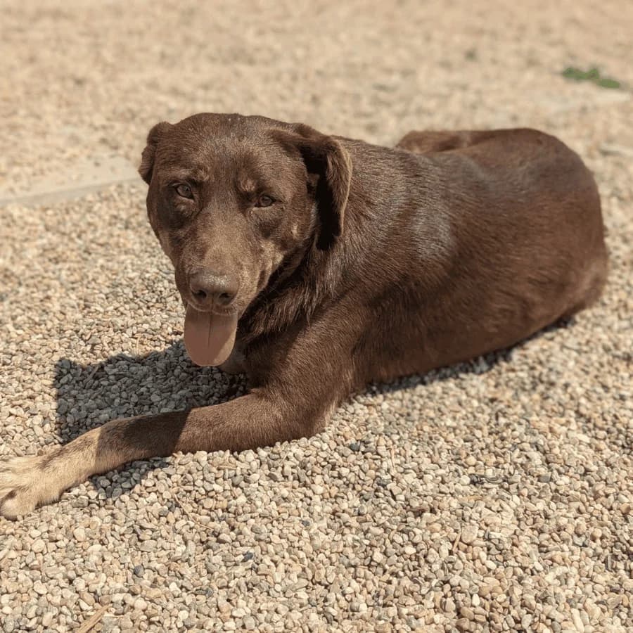 MARONEL (milo), male Mixed Breed for adoption at Stray2Me Rescue