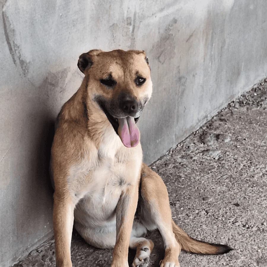 PEPA (milo), female Mixed Breed for adoption at Stray2Me Rescue