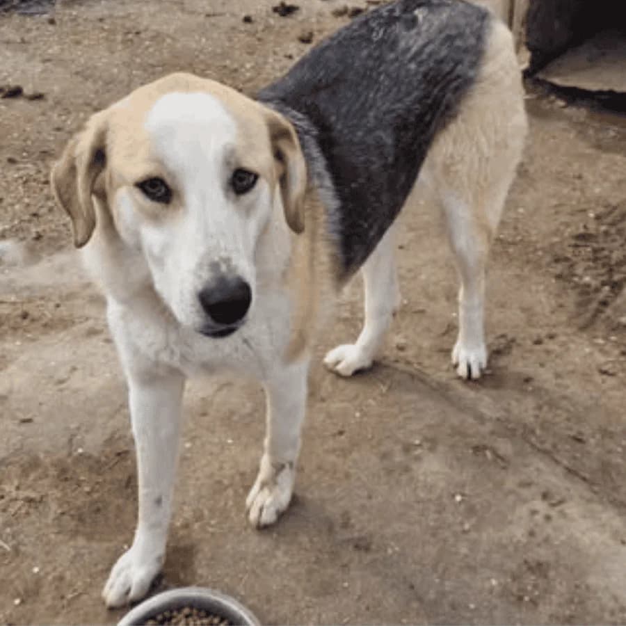 PORTIA (aa), female Mixed Breed for adoption at Stray2Me Rescue