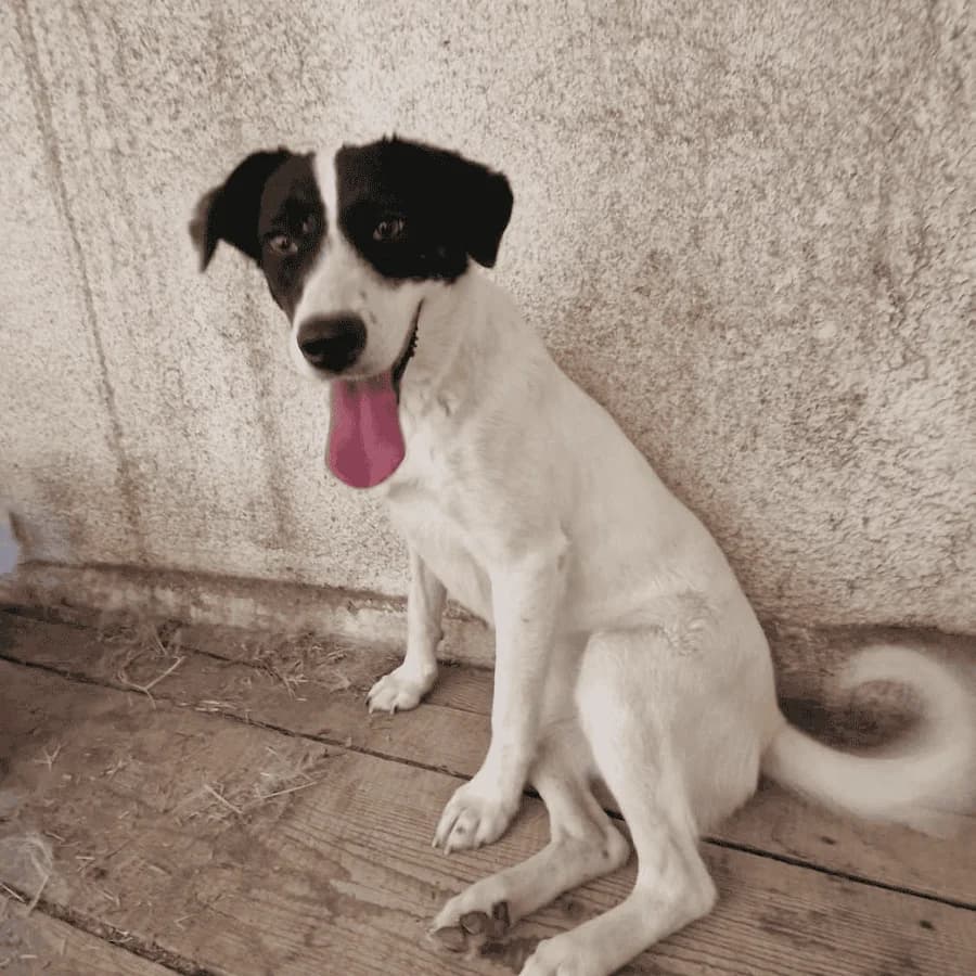 RACHEL, female Mixed Breed for adoption at Stray2Me Rescue