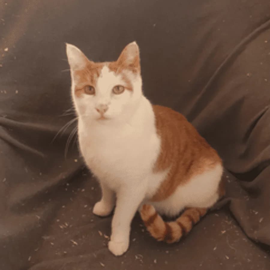 REMY (ms), male 6yo Mixed Breed for adoption at Stray2Me Rescue
