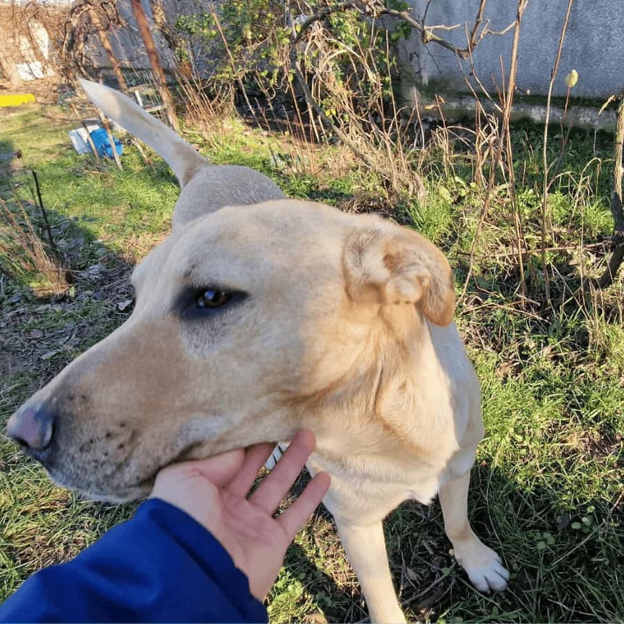 RUBYN (aa), male Mixed Breed for adoption at Stray2Me Rescue