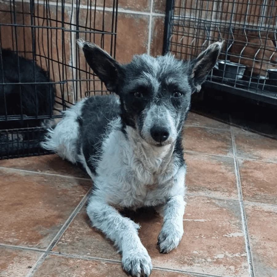 STEPHANIE (milo), female Mixed Breed for adoption at Stray2Me Rescue