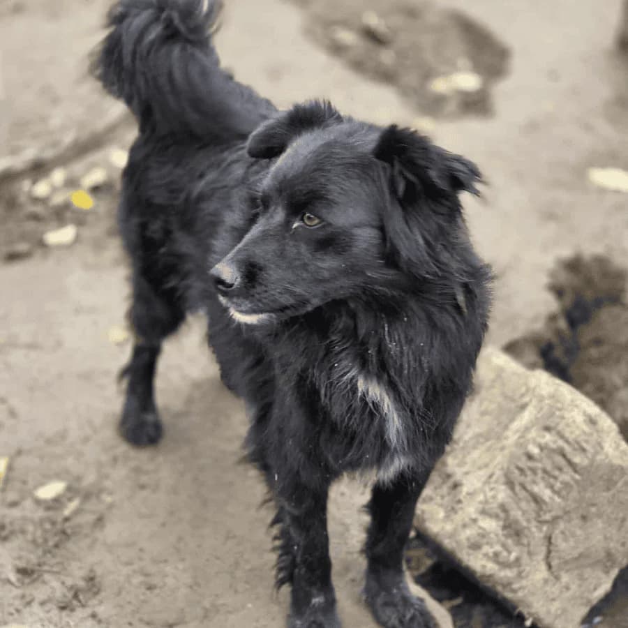 YNA (lb), female senior Mixed Breed for adoption at Stray2Me Rescue