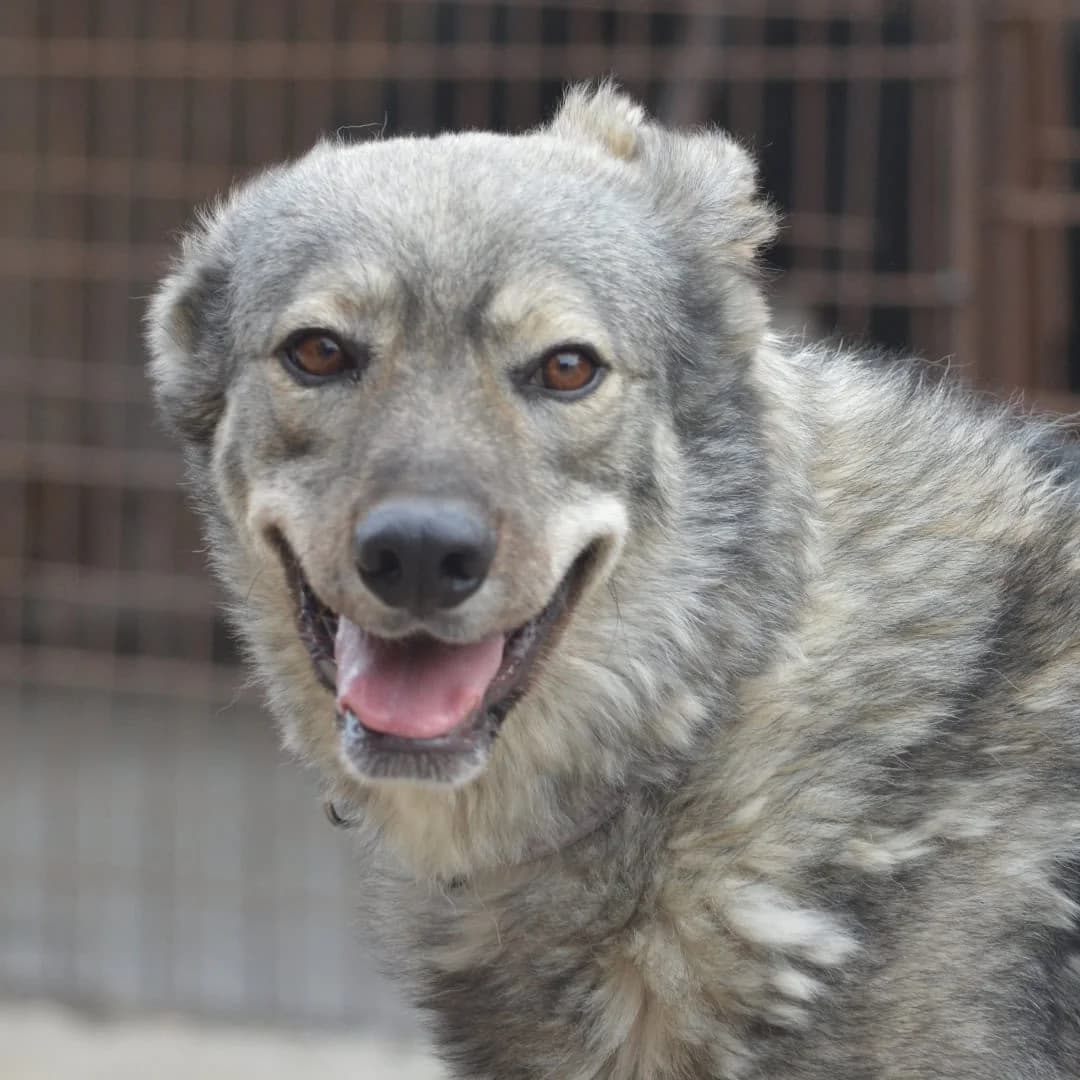 ZAC (S2ME), male 4yo Mixed Breed for adoption at Stray2Me Rescue