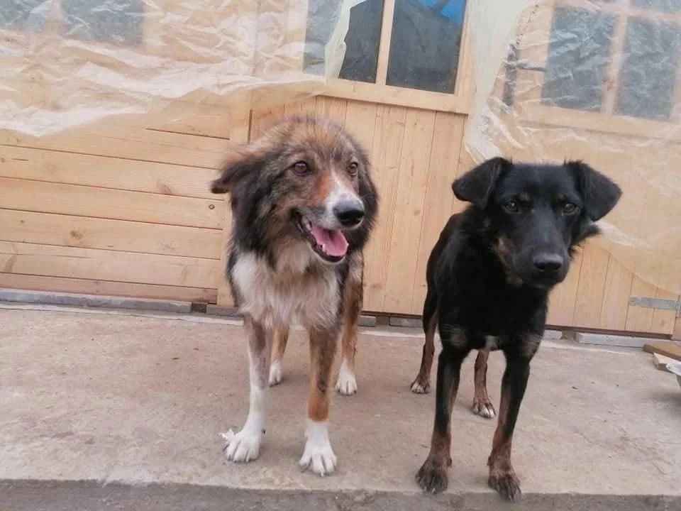 Cory, female Mixed Breed for adoption at Strays to Stay