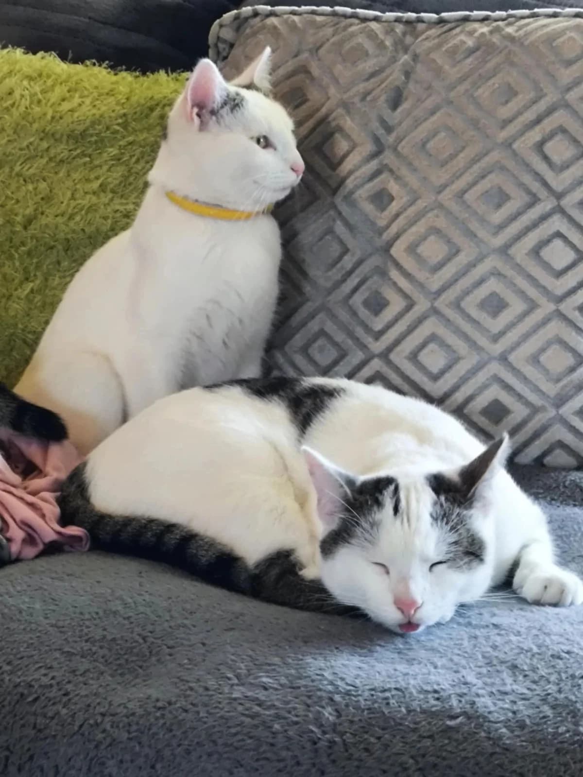 Keanu & Snow, young mixed breed for adoption at Strays to Stay