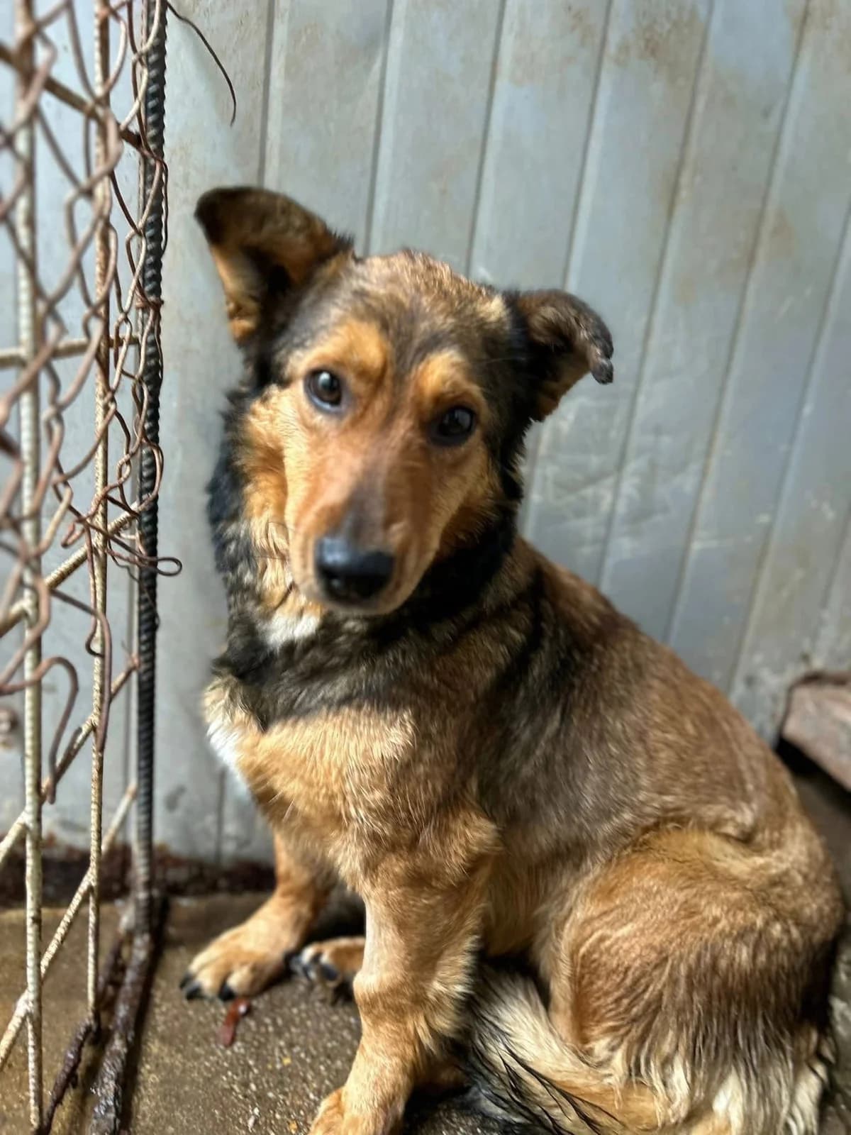Miss Hazel, female young Mixed Breed for adoption at Strays to Stay