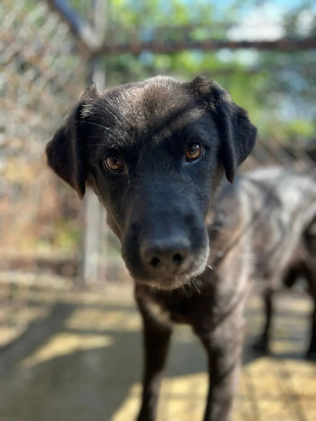 Sabbi, male 4yo Mixed Breed for adoption at Strays to Stay