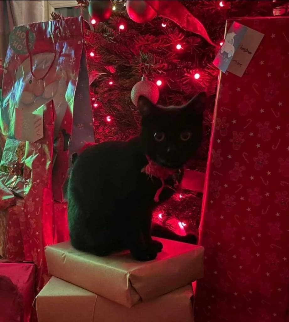 Disney, Black female young Mixed Breed Cat for adoption at StraySafe Rescue