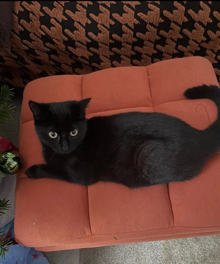 Princess, Black female young Mixed Breed Cat for adoption at StraySafe Rescue