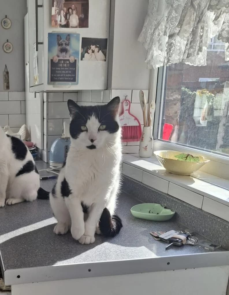 Sushi, Black and White male 4yo Mixed Breed Cat for adoption at StraySafe Rescue