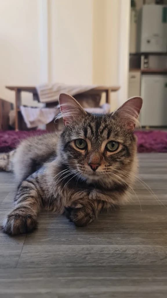 Jack, Tabby male young Mixed Breed Cat for adoption at StraySafe Rescue