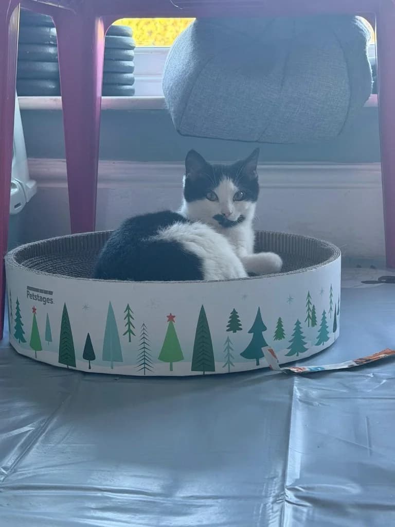 Karen, White and Black female puppy Mixed Breed Cat for adoption at StraySafe Rescue