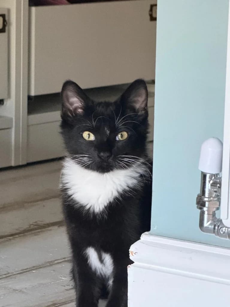 Danny, Black and White male puppy Mixed Breed Cat for adoption at StraySafe Rescue