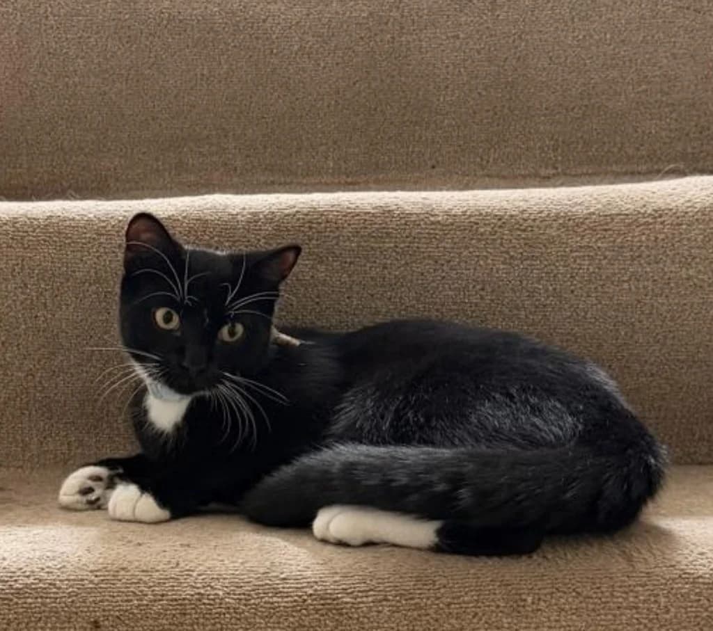 Danni, Black and White male puppy Mixed Breed Cat for adoption at StraySafe Rescue
