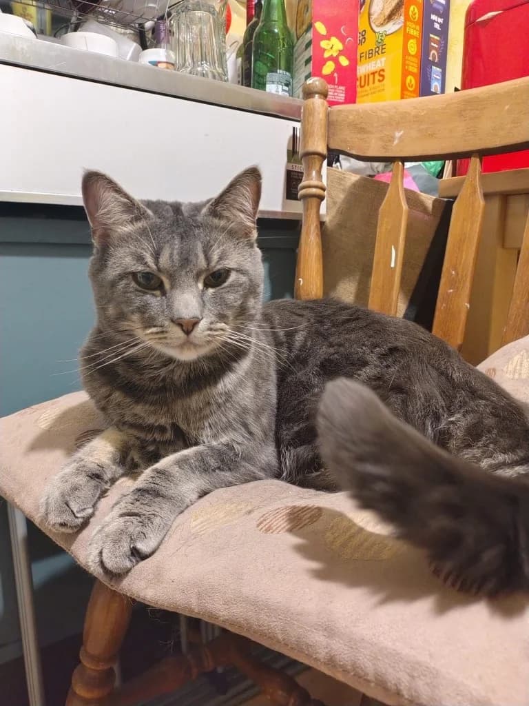 Francis, Tabby male 5yo mixed breed for adoption at StraySafe Rescue