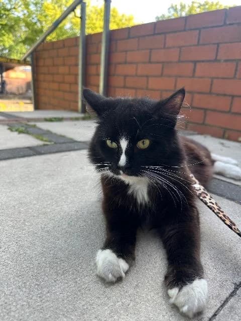 Bruno, Black and White male young Mixed Breed Cat for adoption at StraySafe Rescue