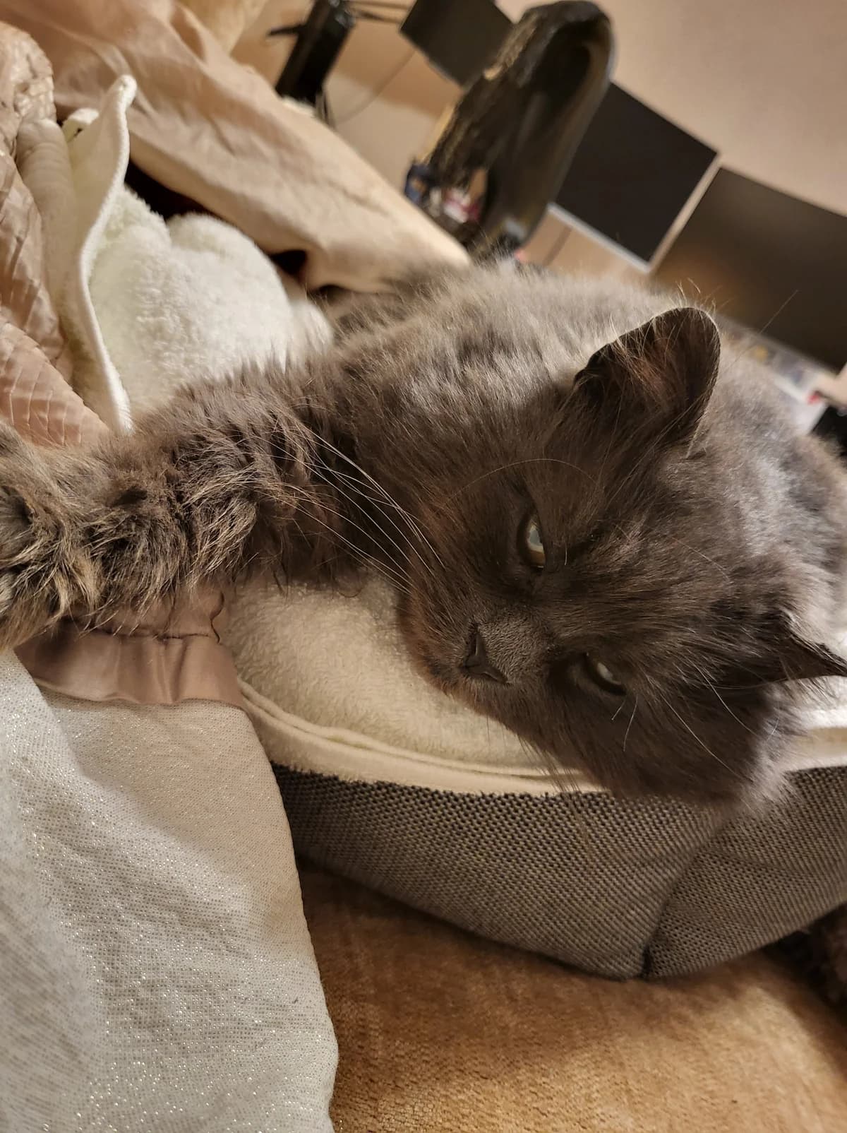 Suki, female Mixed Breed Cat for adoption at Sunny Harbour Cat Rescue