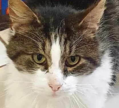 Lenny, male 5yo Mixed Breed Cat for adoption at Sunny Harbour Cat Rescue