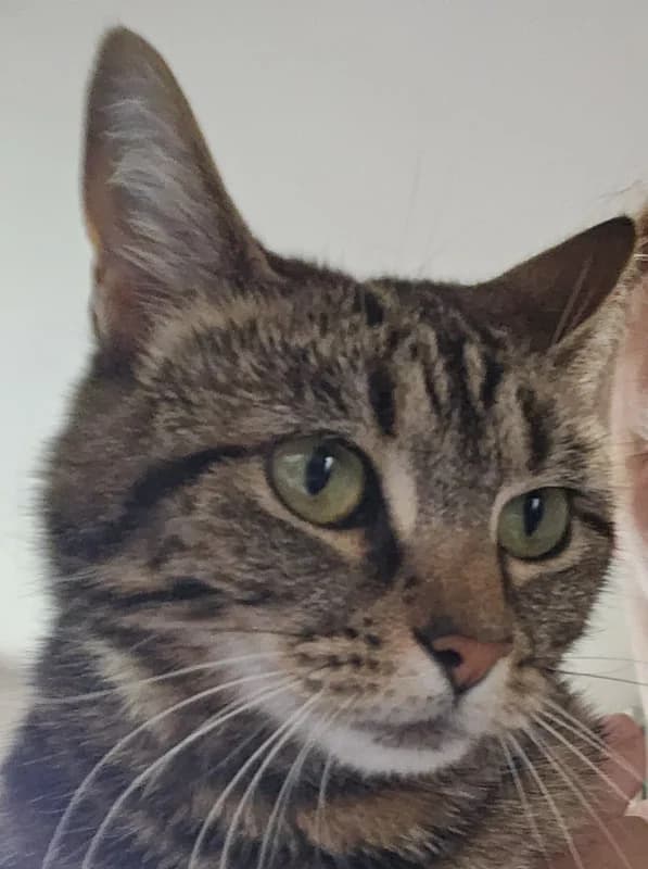 Margeaux, female 4yo Mixed Breed for adoption at Sunshine Cat Rescue
