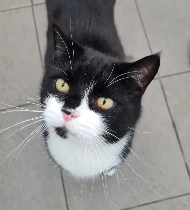 Sammie & Snowie, female young Mixed Breed for adoption at Sunshine Cat Rescue