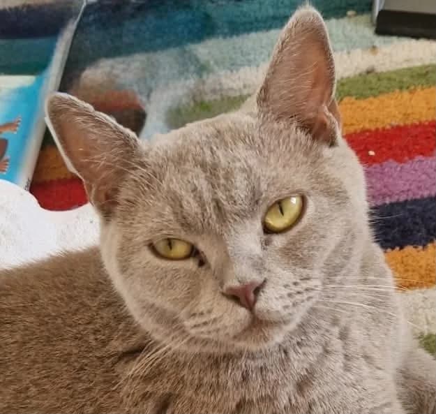 Milie, female young Mixed Breed for adoption at Sunshine Cat Rescue
