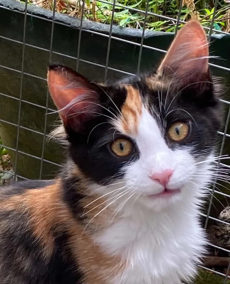 Blossom & Rosco, male Mixed Breed for adoption at Sunshine Cat Rescue